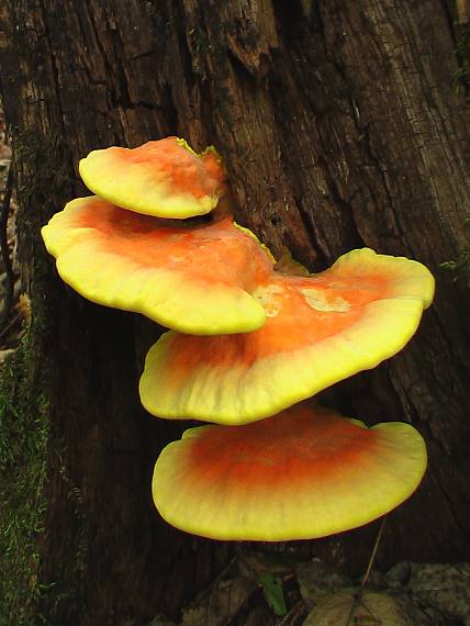 sírovec obyčajný Laetiporus sulphureus (Bull.) Murrill