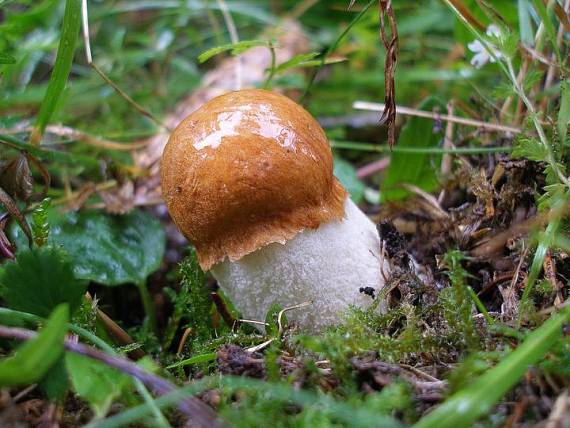 kozák osikový Leccinum albostipitatum den Bakker & Noordel.