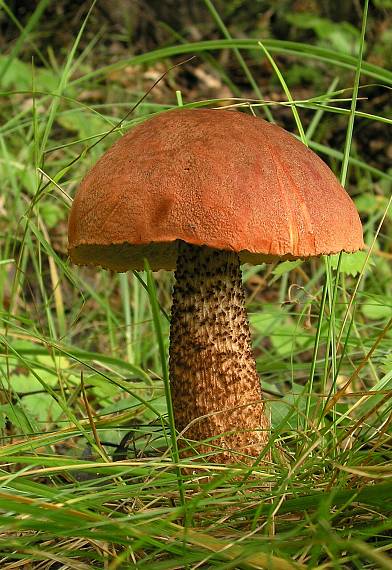 kozák dubový Leccinum aurantiacum (Bull.) Gray