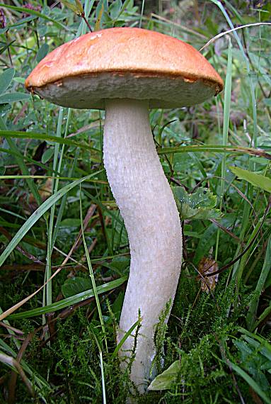 kozák Leccinum sp.