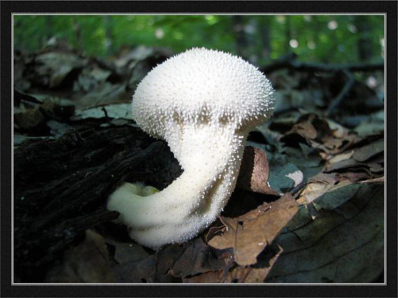 prášnica bradavičnatá Lycoperdon perlatum Pers.