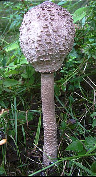 bedľa vysoká Macrolepiota procera (Scop.) Singer