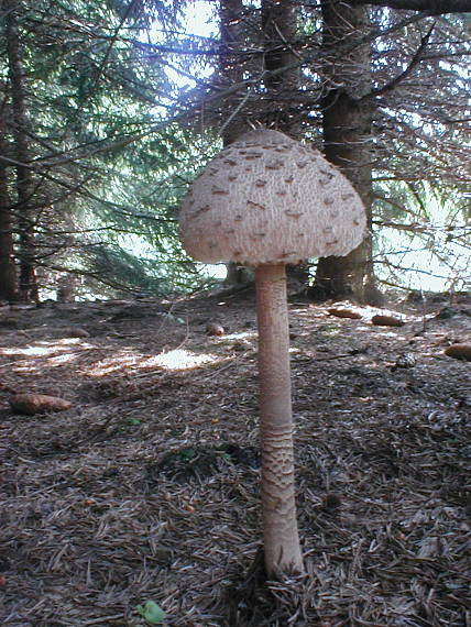 bedľa vysoká Macrolepiota procera (Scop.) Singer