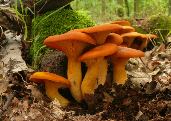 kališník hnedooranžový Omphalotus olearius (DC.) Singer