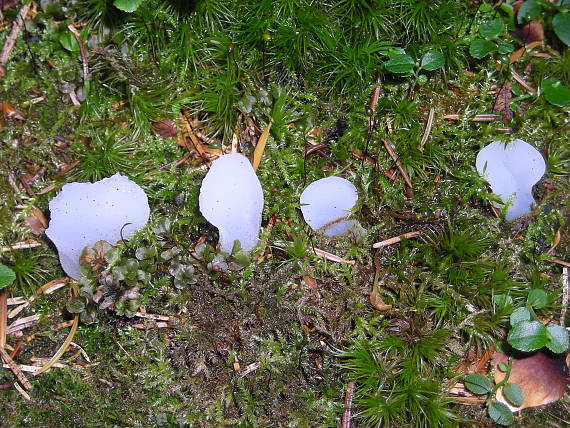 pajelenka želatínová Pseudohydnum gelatinosum (Scop.) P. Karst.