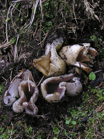 tulipánovka fialová Sarcosphaera coronaria (Jacq.) J. Schröt.