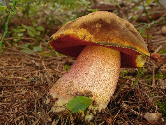 hríb zrnitohlúbikový Sutorius luridiformis (Rostk.) G. Wu & Zhu L. Yang