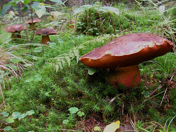 hríb zrnitohlúbikový Sutorius luridiformis (Rostk.) G. Wu & Zhu L. Yang