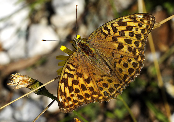 perlovec striebristopásavý Argynnis paphia