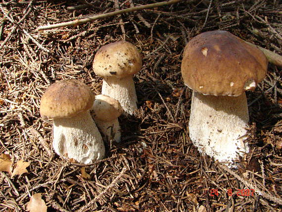 hríb smrekový Boletus edulis Bull.