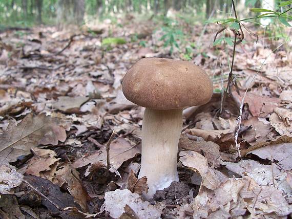 hríb dubový Boletus reticulatus Schaeff.