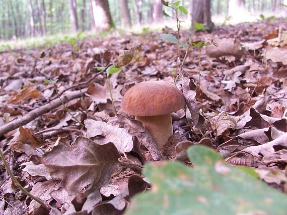 hríb Boletus sp.