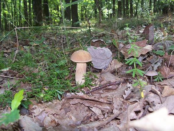 hríb Boletus sp.