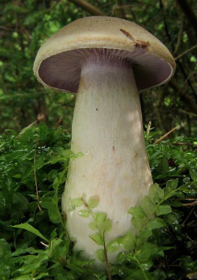 pavučinovec Cortinarius sp.