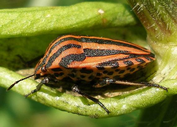 bzdocha pásavá Graphosoma lineatum