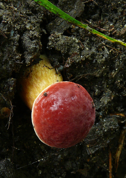 suchohríb karmínový Hortiboletus rubellus (Krombh.) Simonini, Vizzini & Gelardi