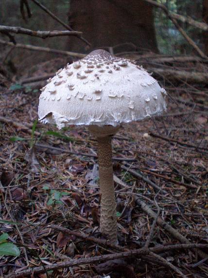 bedľa vysoká Macrolepiota procera (Scop.) Singer