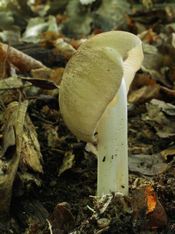 povraznica širokolupeňová Megacollybia platyphylla (Pers.) Kotl. & Pouzar