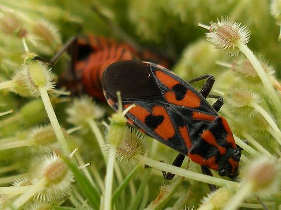 chrobáčik (Behavka skalná) Spilostethus saxatilis