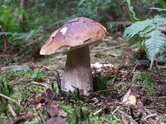 hríb smrekový Boletus edulis Bull.