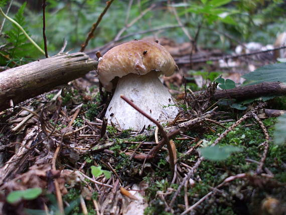 hríb smrekový Boletus edulis Bull.