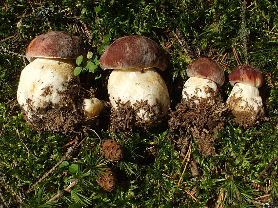 hríb sosnový Boletus pinophilus Pil. et Dermek in Pil.