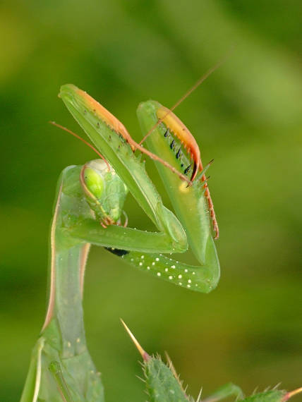 modlivka zelená Mantis religiosa