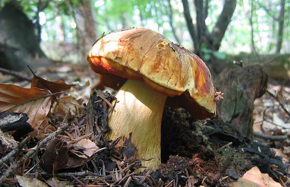 hríb zrnitohlúbikový odfarbený Neoboletus xanthopus (Quél.) Krieglst.