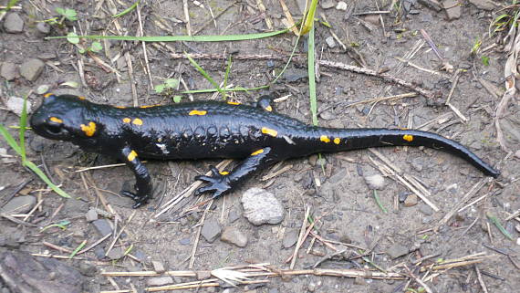 salamander