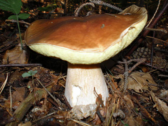 hríb smrekový Boletus edulis Bull.