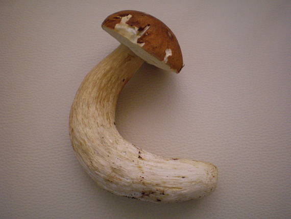 hríb smrekový Boletus edulis Bull.