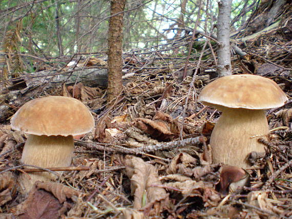 hríb dubový Boletus reticulatus Schaeff.