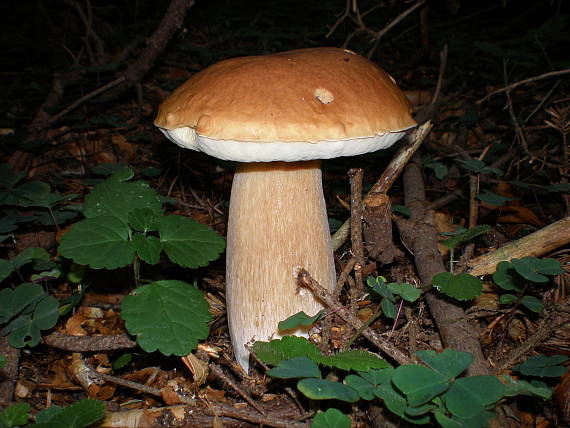 hríb dubový Boletus sp.