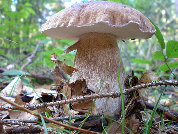 hríb dubový Boletus sp.