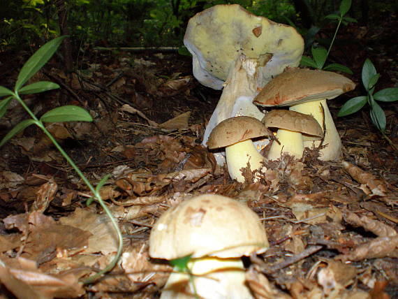 hríb Boletus sp.