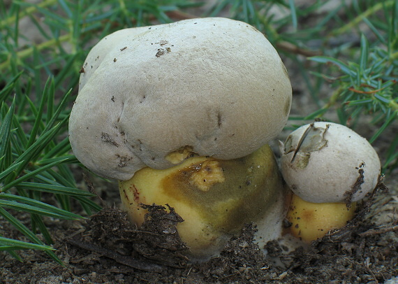 hríb horký Caloboletus radicans (Pers.) Vizzini