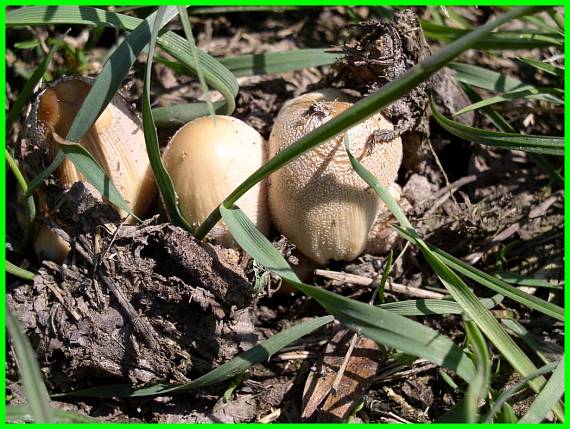 hnojník okrový Coprinellus domesticus (Bolton) Vilgalys, Hopple & Jacq. Johnson