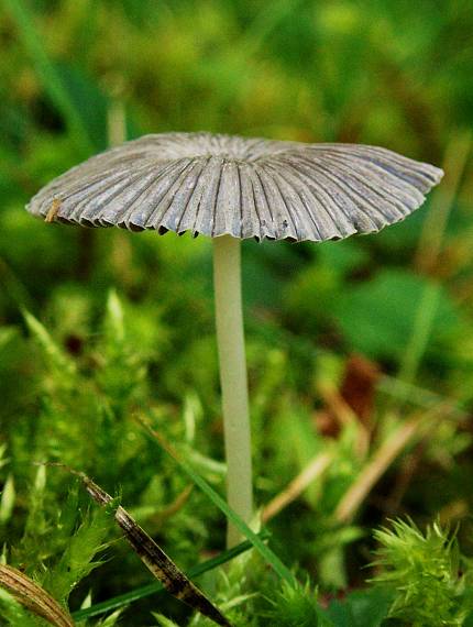 hnojník Coprinus sp.