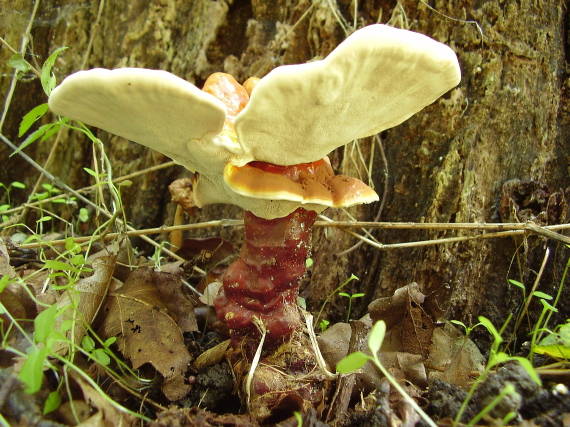 lesklokôrovka obyčajná Ganoderma lucidum (Curtis) P. Karst.