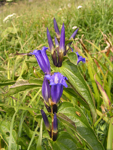 horec luskáčovitý Gentiana asclepiadea L.