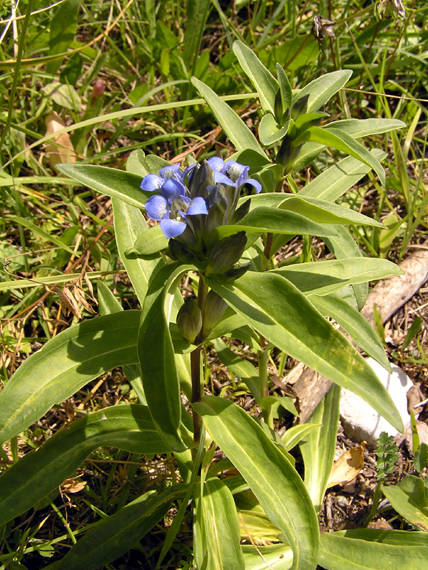 horec krížatý Gentiana cruciata L.