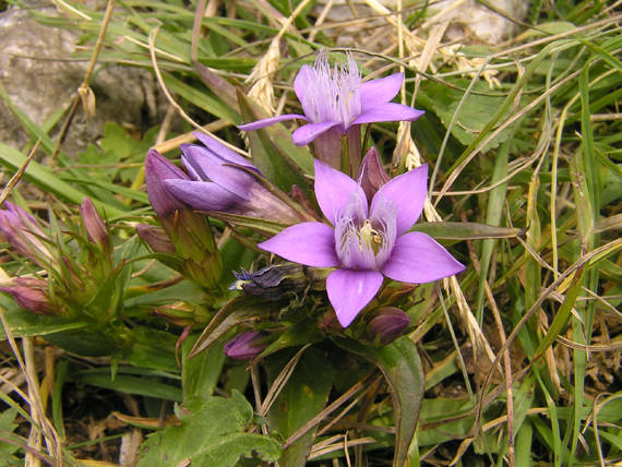 horček žltkastý Gentianella lutescens (Velen.) Holub