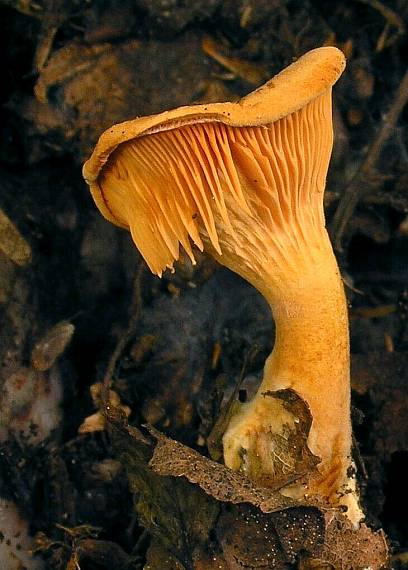 líška oranžová Hygrophoropsis aurantiaca (Wulfen) Maire