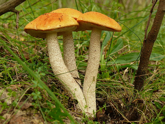 kozák osikový Leccinum albostipitatum den Bakker & Noordel.