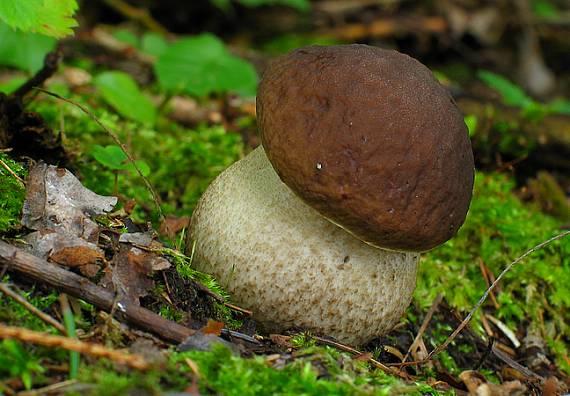 kozák hrabový Leccinum pseudoscabrum (Kallenb.) Šutara