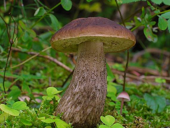 kozák hrabový Leccinum pseudoscabrum (Kallenb.) Šutara