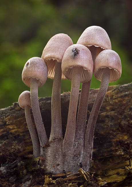 prilbička krvavomliečna Mycena haematopus (Pers.) P. Kumm.