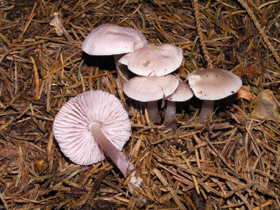 prilbička reďkovková Mycena pura (Pers.) P. Kumm.