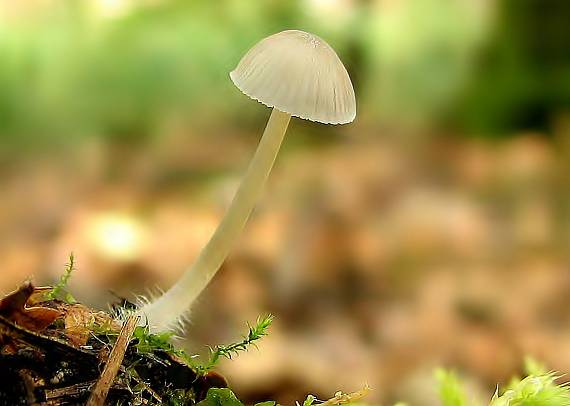 prilbička Mycena sp.