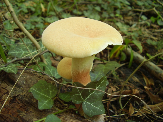 húževnatec pohárovitý Neolentinus schaefferi Redhead & Ginns